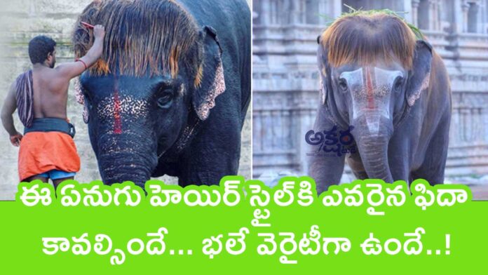 Elephant Hair Style : ఈ ఏనుగు హెయిర్ స్టైల్‌కి ఎవ‌రైన ఫిదా కావ‌ల్సిందే... భ‌లే వెరైటీగా ఉందే..!