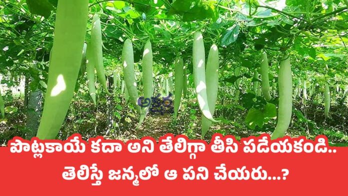 Health Benefits : పొట్లకాయే కదా అని తేలిగ్గా తీసి పడేయకండి... తెలిస్తే జన్మలో ఆ పని చేయరు...?