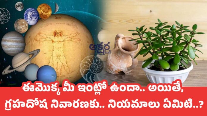 Vastu Tips : ఈ మొక్క మీ ఇంట్లో ఉందా.. అయితే, గ్రహదోష నివారణకు.. నియమాలు ఏమిటి..?