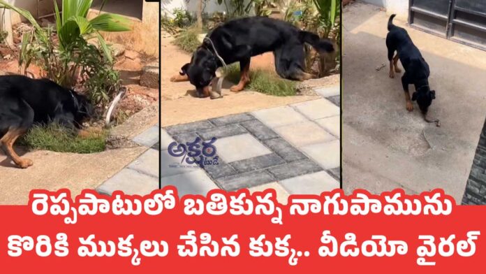 Viral Video : రెప్పపాటులో బతికున్న నాగుపామును కొరికి ముక్కలు చేసిన కుక్క.. వీడియో వైరల్